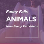 Animal Fails