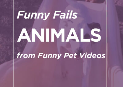 Animal Fails