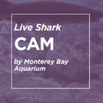 Live Shark Cam