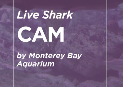 Live Shark Cam